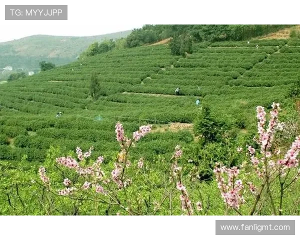 彩名杏子：舌尖上的绚烂，风味中的诗意